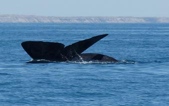 baleine