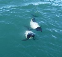 dauphins