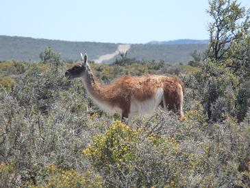 lama