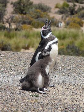 pingouins