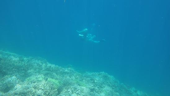 corail