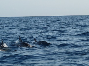 dauphins