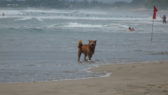 kuta