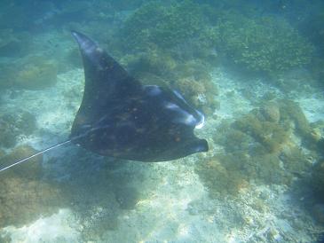 manta