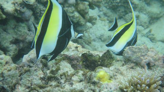 poisson