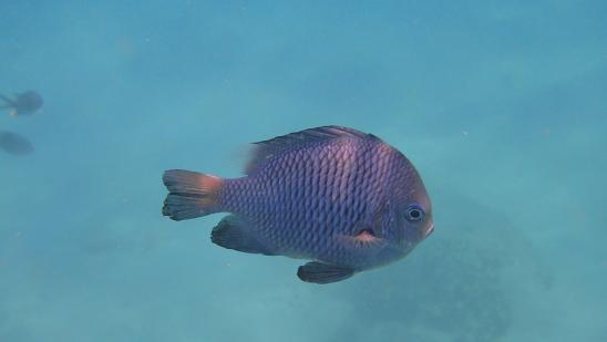 poisson