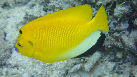 poisson