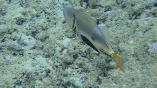 poisson