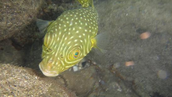 poisson jaune