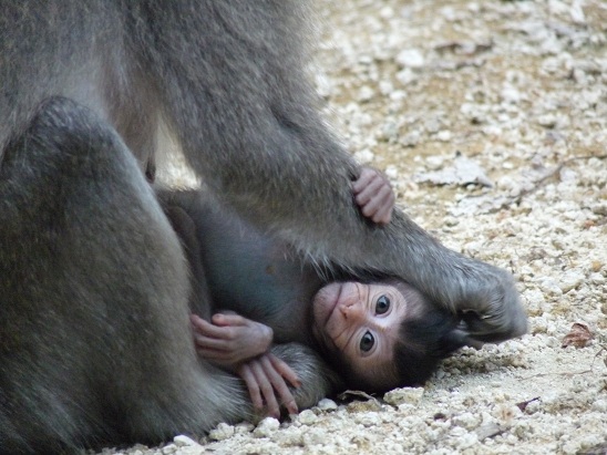singe2