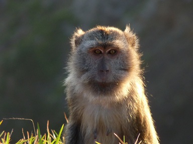 singe