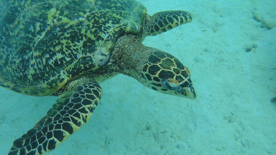 tortue